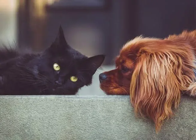 Kedi ve Köpek Bakımı Nasıl Yapılır.