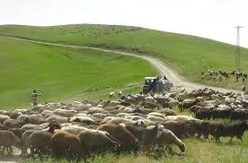 Iğdır Yaylalarına Göç