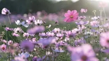 Bugün ilk cemre düştü!