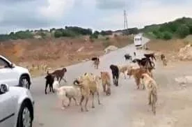 BAŞIBOŞ KÖPEKLER..
