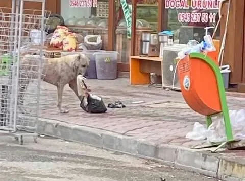 Yasa böyle, belediye ne yapsın? Iğdır şehrimizde ondan bir örneğidir