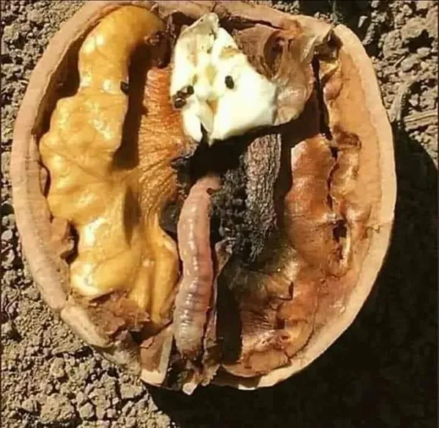 Ah insan Oğlu, Ceviz kurdu, gireceği kadar bir delik açarak cevizin içine girer