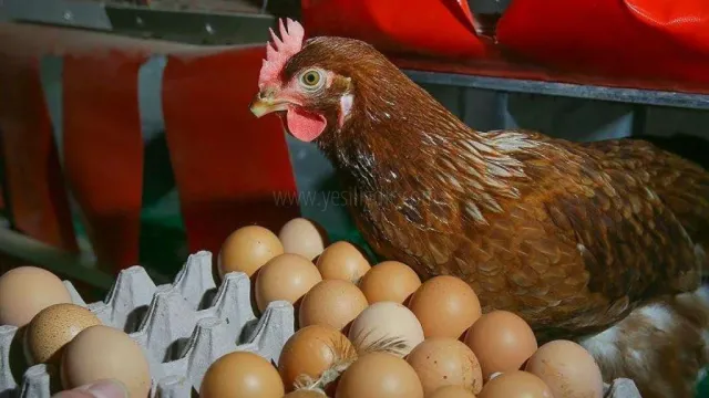 Sahipsiz Iğdır, Yumurtaya 10 TL zam geldi. 30'lu yumurta 60 lira oldu
