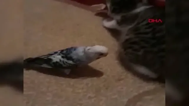 Kedi ile muhabbet kuşu