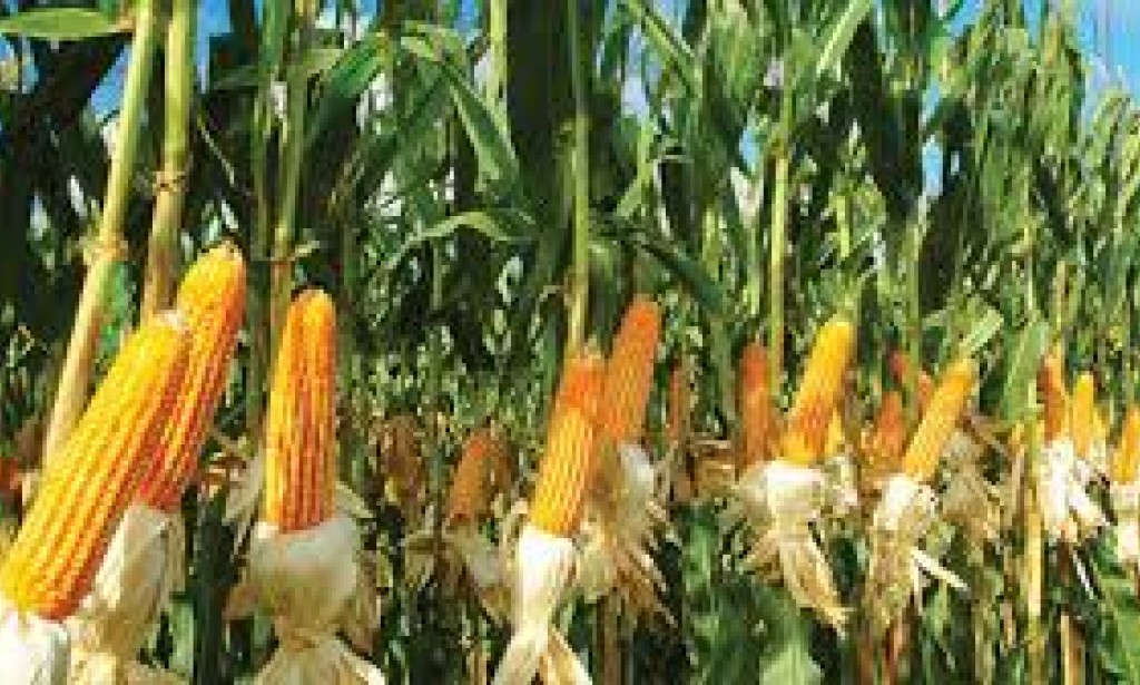 Iğdırlı Köylü Çiftçiler Mısıra Yöneldi