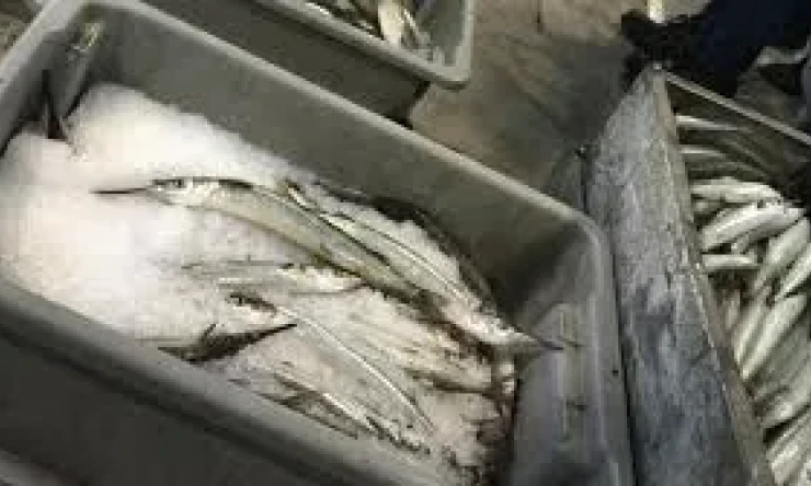 BALIKÇILARIN OLAYINI ÇÖZEN GAZETECİ TAHİR KAVRİ: SOĞUK HAVA DEPOSUNA KOYULARAK