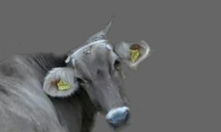 İnsan ineğe seslenmiş: Ey İnek! Ne yapmaya geldin dünyaya?