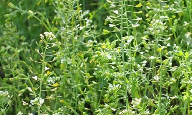 Çoban çantası bitkisi otu faydaları nelerdir? Çoban çantası ne işe yarar?