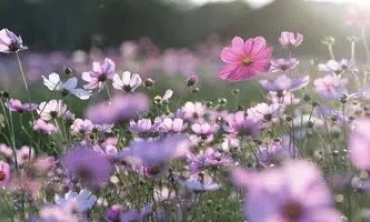 Bugün ilk cemre düştü!