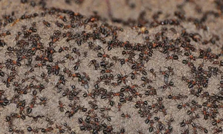 Karınca İstilası nerede? Karınca istilası kıyamet alameti mi?
