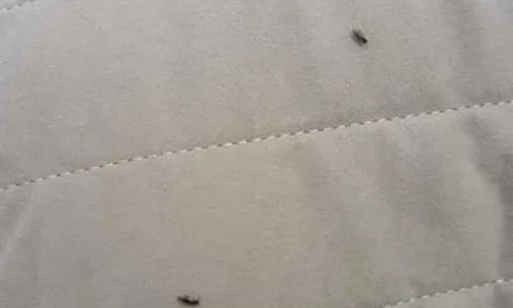 IĞDIR'DA BÖCEK İSTİLASI BAŞLADI