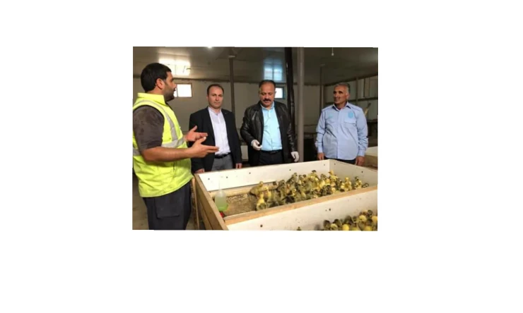 IĞDIR TARIM İL MÜDÜRÜ KÖYÜMÜZDE BULUNAN KAZ ÜRETME VE YETİŞTİRME ÇİFTLİĞİNİ ZİYARET ETTİ