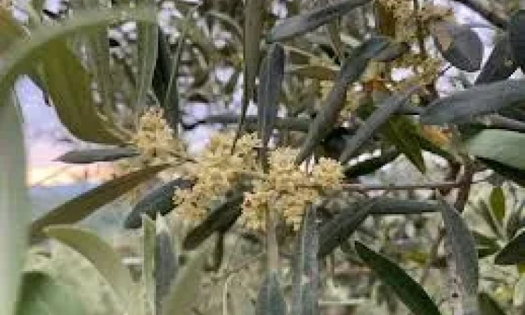 Biz iki millet biz bizi selamı sabahı kestik....