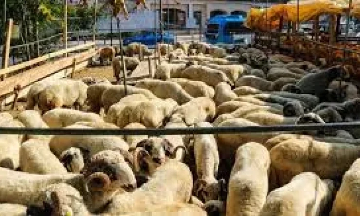 Kurban Kesmek Kimlere Vâcibtir?