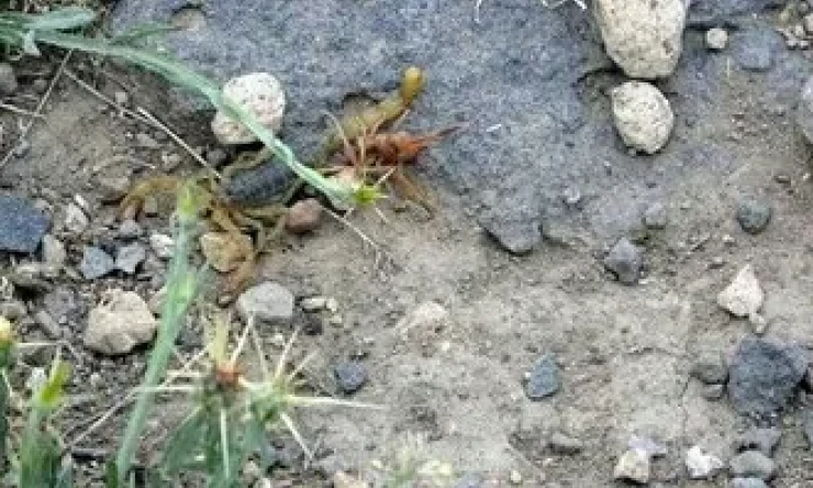 Kıyametin sinyalimi! Erciş ilçesine 30 kilometre uzaklıkta bulunan Çimen Mahallesi'ni akrepler sardı