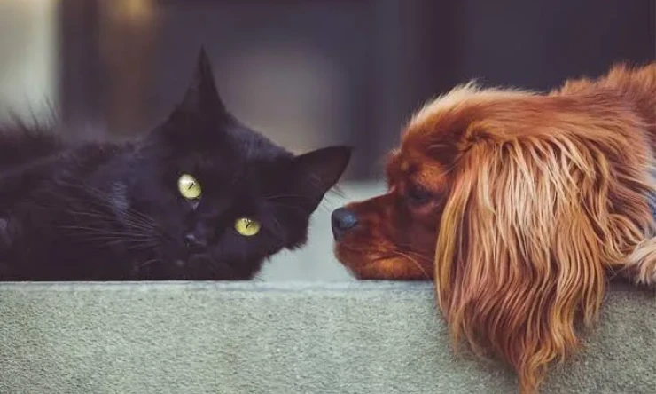 Kedi ve Köpek Bakımı Nasıl Yapılır.