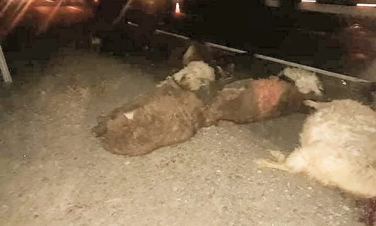Iğdır’da meydanai minibüs küçükbaş hayvan sürüsüne çarptı, 18 koyun telef oldu