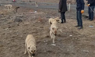 Araziye terkedilen köpekler barınakta muhafaza etmeye alındı