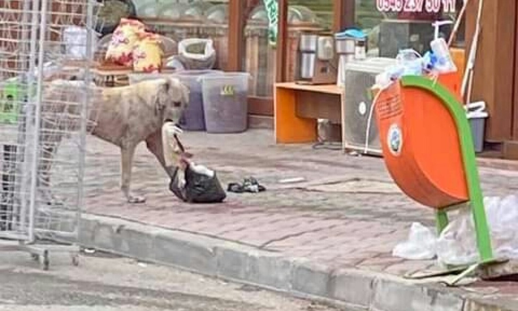Yasa böyle, belediye ne yapsın? Iğdır şehrimizde ondan bir örneğidir