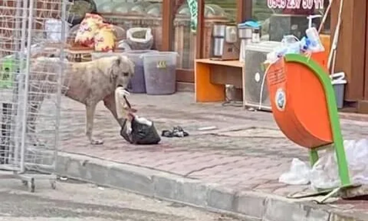 Yasa böyle, belediye ne yapsın? Iğdır şehrimizde ondan bir örneğidir