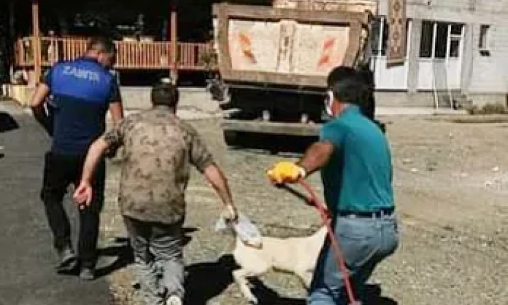 Başıboş gezen sokak köpekleri toplatıldı