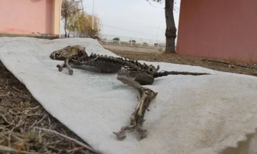 Türü Tespit Edilemeyen Hayvan İskeleti Bulundu