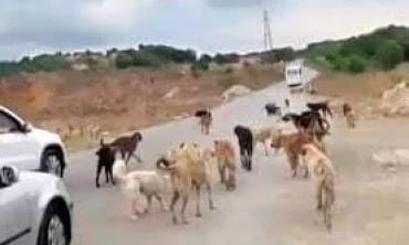 BAŞIBOŞ KÖPEKLER..