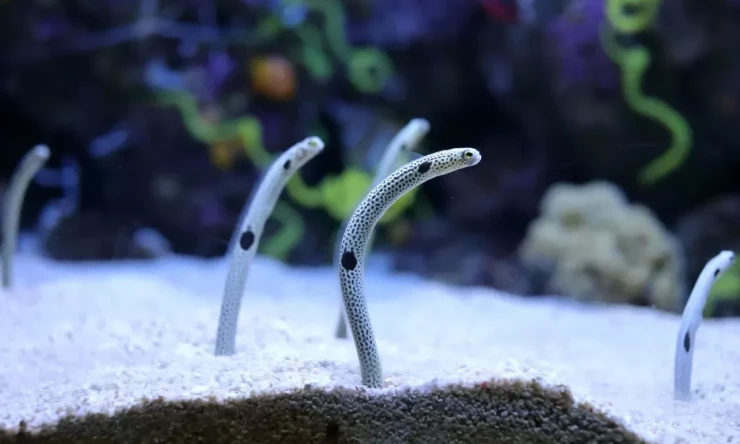 Bir Japon veri merkezi, yılan balığı yetiştirmek için atık ısı kullanıyor