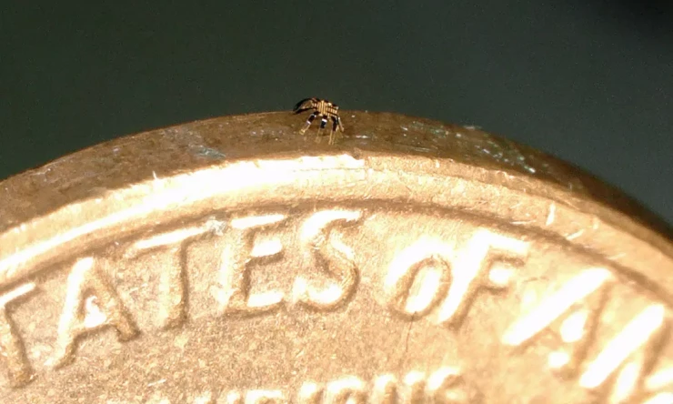 Araştırmacılar dünyanın en küçük uzaktan kumandalı yürüyen robotunu inşa ediyor