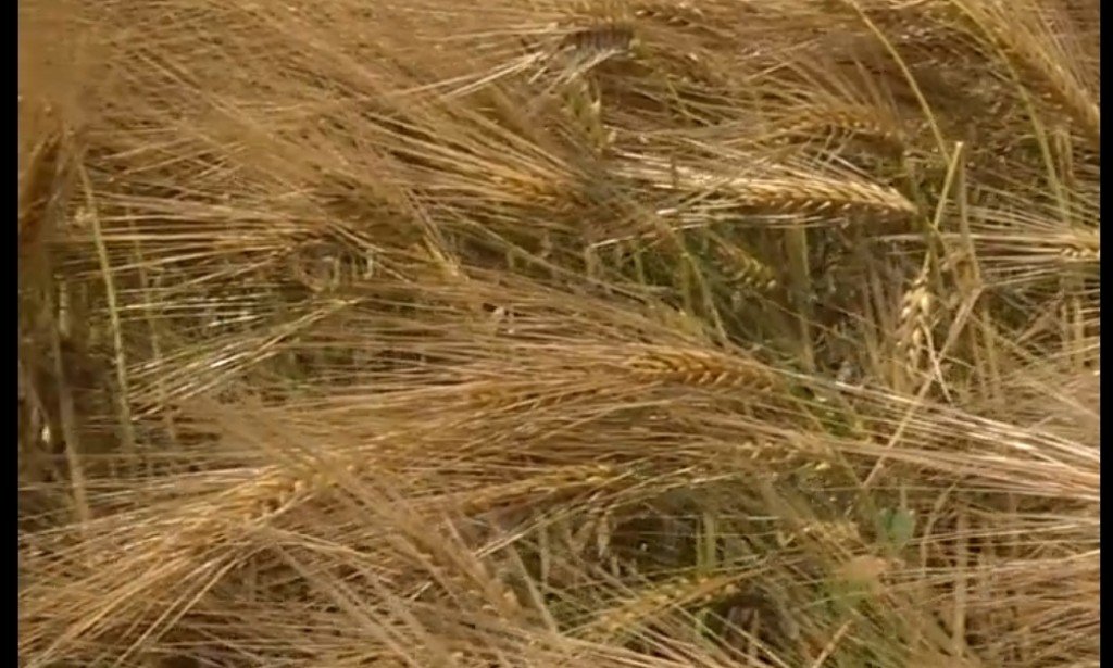 ibb ekmek fabrikası