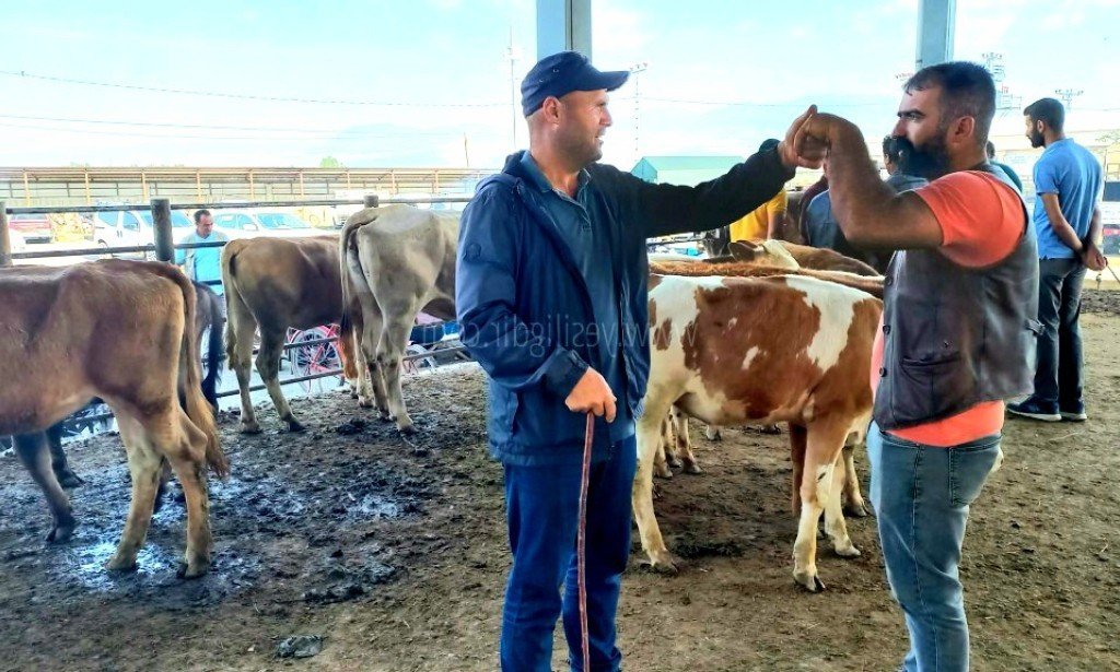 Iğdır'da kurbanlıklar ortaya çıktı...