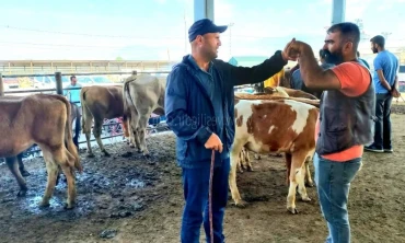Iğdır'da kurbanlıklar ortaya çıktı...