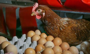 Sahipsiz Iğdır, Yumurtaya 10 TL zam geldi. 30'lu yumurta 60 lira oldu