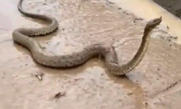 Şanlıurfa Sel Felaketinde Yılanlar Kış Uykusundan Erken Uyandı