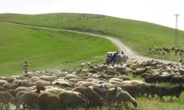 Iğdır Yaylalarına Göç
