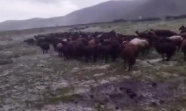 Hayvanlar Selde Kurtuldu