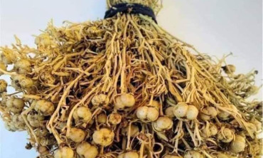 Bize sıradan bir bitki gibi gelebilir fakat Üzerlik Otu