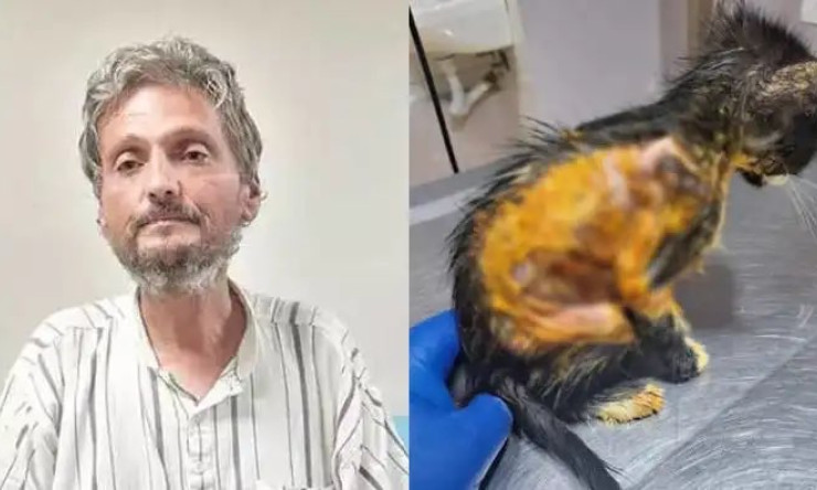 50 Kediyi Yakarak Öldüren Şüpheli Gözaltına Alındı