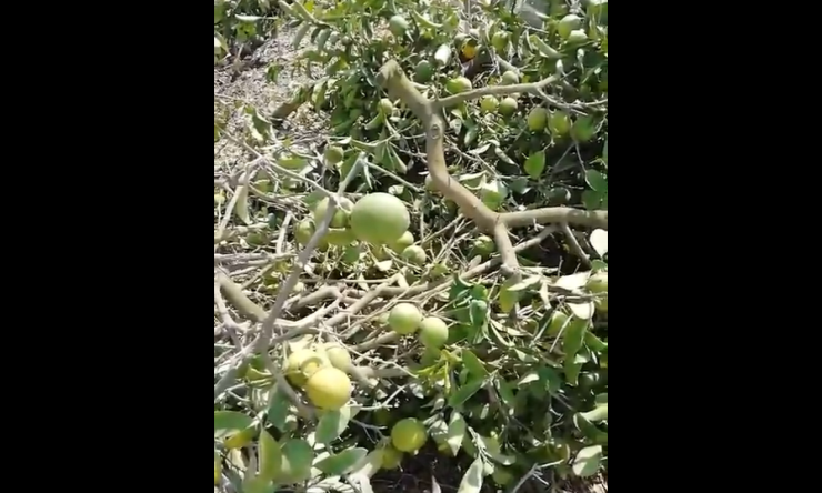 Adana Yüreğir'de Limon Çiftçisi Krizi: Dalında Kuruşa Alıcı Bulamayan Limonlar Kesildi
