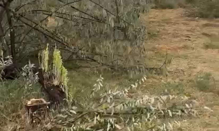 Iğdır Devlet Hastanesi'de Ağaç Kıyımı ve Şeffaflık