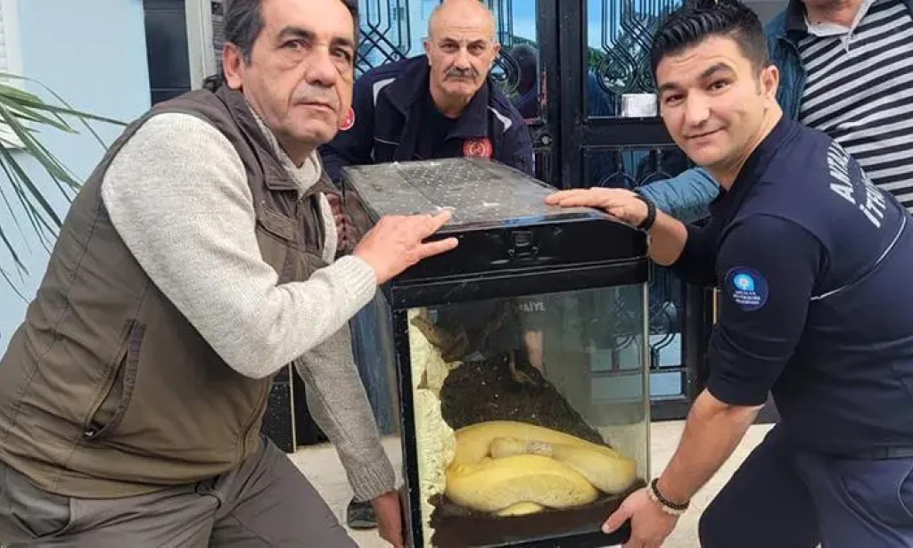Antalya’da Evcil Piton Paniği: Kiracı Kayıp, Yılan Koruma Altında