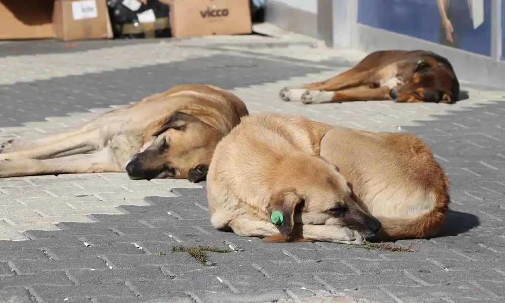 TBMM Komisyonu’nda Sahipsiz Hayvanlara Yönelik Kanun Teklifi Kabul Edildi